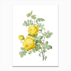 Vintage Sulphur Rose Botanical Illustration on Pure White n.0432 Canvas Print