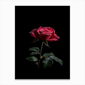 Rose On A Black Background 6 Canvas Print