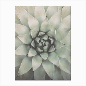 Agave Succulent Plant Canvas Print