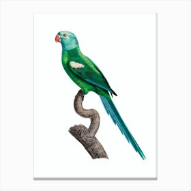 Vintage Yellow Shouldered Amazon Parrot Illustration on Pure White Canvas Print