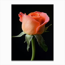 Rose On Black Background 8 Canvas Print