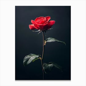 Single Red Rose On Black Background 5 Canvas Print