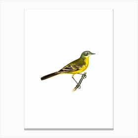 Vintage Western Yellow Wagtail Bird Illustration on Pure White n.0098 Canvas Print