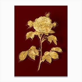 Vintage Vintage Rosa Alba Botanical in Gold on Red Canvas Print