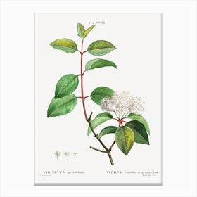 Blackhaw, Pierre Joseph Redoute Canvas Print