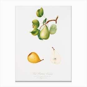 Pear (Pyrus Luisa) From Pomona Italiana (1817 1839), Giorgio Gallesio Canvas Print