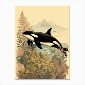 Vintage Orca Whale Drawing With Plants Canvas Print