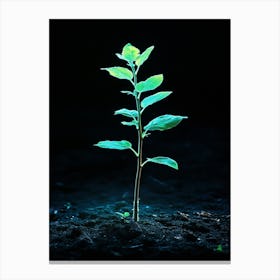 Young Plant In The Dirt Canvas Print