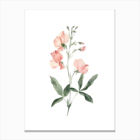 Sweet Peas Canvas Print