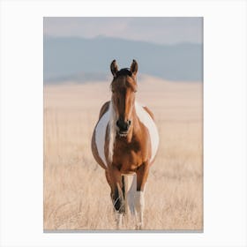 Horse Approaching Canvas Print