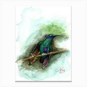 Hummingbird Canvas Print