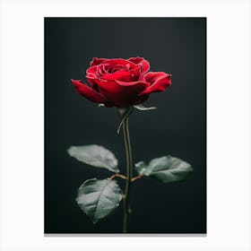 Dark Rose 89 Canvas Print