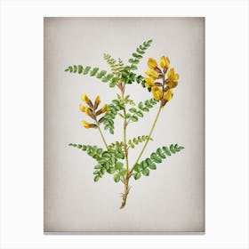 Vintage Calophaca Wolgarica Botanical on Parchment n.0200 Canvas Print