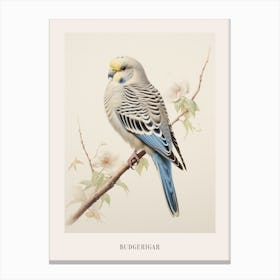 Vintage Bird Drawing Budgerigar 2 Poster Canvas Print