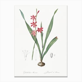 Watsonia Illustration From Les Liliacées, Pierre Joseph Redouté Canvas Print