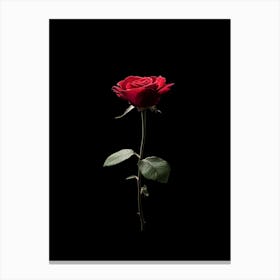 Single Red Rose Isolated On Black Background 1 Canvas Print