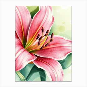 Pink Lily 5 Canvas Print