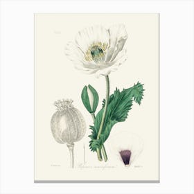 Vintage Botanical John Stephenson and James Morss Churchill Art Print_2731683 Canvas Print