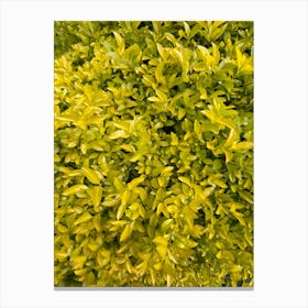 Yellow Hedge Canvas Print