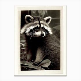Chiriqui Raccoon Vintage Photography 2 Canvas Print