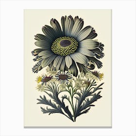 Osteospermum 2 Floral Botanical Vintage Poster Flower Canvas Print