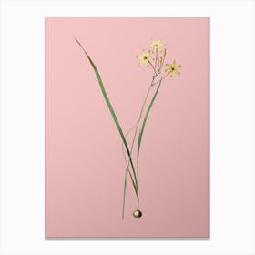 Vintage Ixia Longiflora Botanical on Soft Pink n.0452 Canvas Print