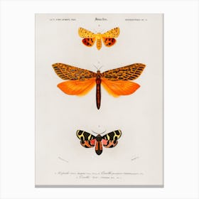 Different Types Of Moths, Charles Dessalines Canvas Print