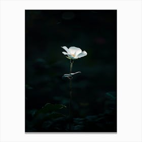 White Flower In The Dark 30 Canvas Print