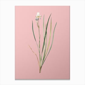 Vintage Siberian Iris Botanical on Soft Pink n.0687 Canvas Print