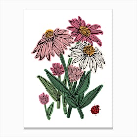 Echinachea Herb Flower Canvas Print