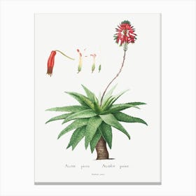 Aloe Picta, Pierre Joseph Redoute Canvas Print