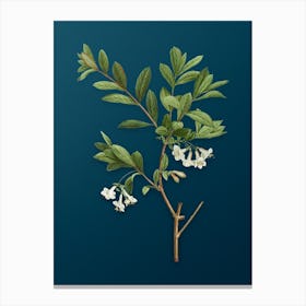 Vintage White Honeysuckle Plant Botanical Art on Teal Blue n.0651 Canvas Print
