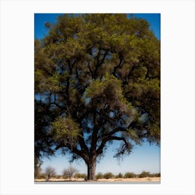 Tree In The Sahara Canvas Print