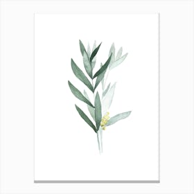 Eucalyptus I Canvas Print