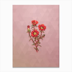 Vintage Portulaca Splendens Botanical Art on Crystal Rose n.0156 Canvas Print