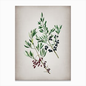 Vintage Wild Olive Botanical on Parchment n.0033 Canvas Print