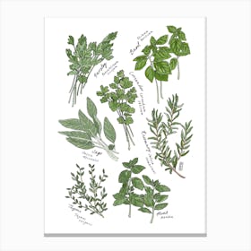 Kitchen Herbs Canvas Print