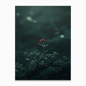 Single Flower In The Dark 111 Canvas Print