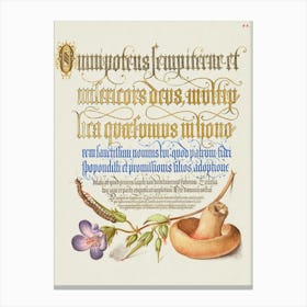 Centipede, Wood Cranesbill, And Mushroom From Mira Calligraphiae Monumenta, Joris Hoefnagel Canvas Print