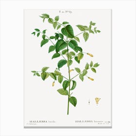 Tree Fuchsia, Pierre Joseph Redoute Canvas Print