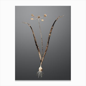 Gold Botanical Allium Scorzonera Folium on Soft Gray n.0214 Canvas Print