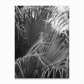 Black And White Palms Canvas Print