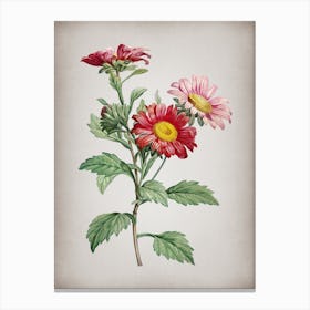 Vintage Red Aster Flowers Botanical on Parchment n.0062 Canvas Print