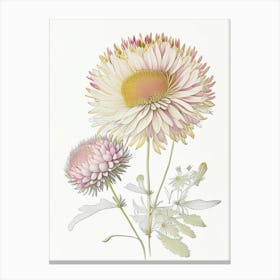 Chrysanthemum Floral Quentin Blake Inspired Illustration 1 Flower Canvas Print