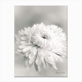 Chrysanthemum Bw Canvas Print