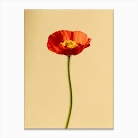 Single Red Poppy Canvas Print