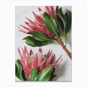 Red Protea Flowers Canvas Print