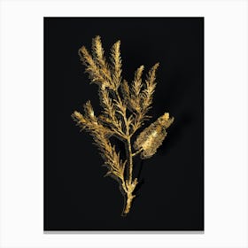 Vintage Swamp Paperbark Branch Botanical in Gold on Black n.0270 Canvas Print
