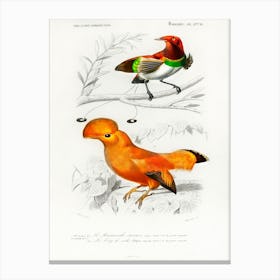 Different Types Of Birds, Charles Dessalines D'Orbigny 12 Canvas Print