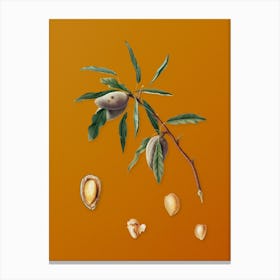 Vintage Almond Botanical on Sunset Orange Canvas Print